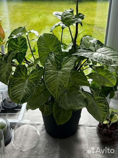 Сингониум батерфляй бабочка