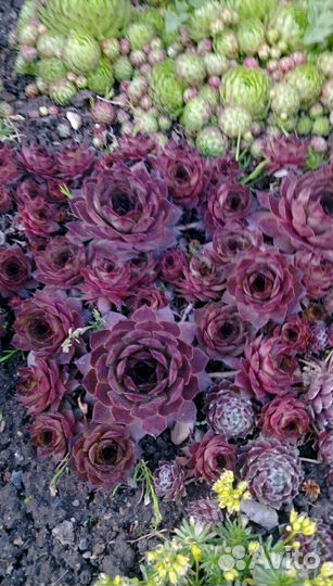 Почвопокровные многолетние растения