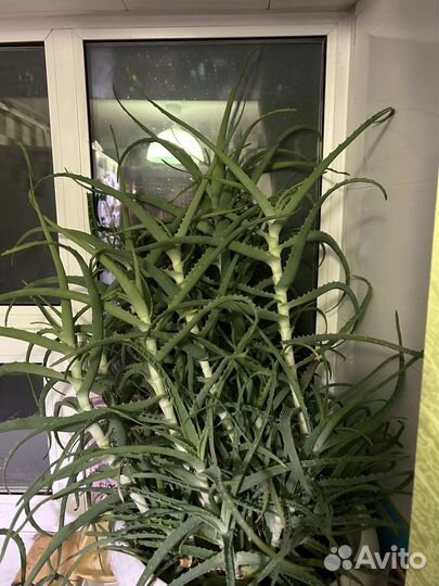 Алоэ лечебный