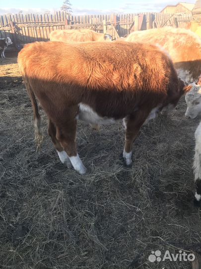 Продаются бычки и телки