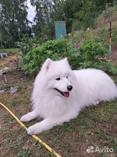 Щенки самоеда
