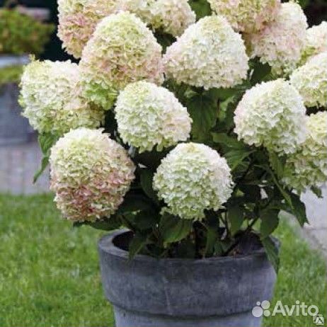 Гортензия Вайтлайт, Пинклайт, Редлайт, Бобо