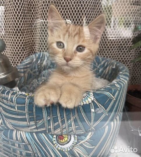 Рыжий котенок в добрые руки