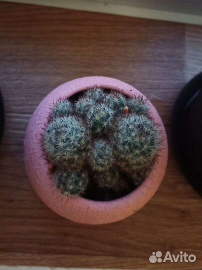 Кактусы и суккуленты