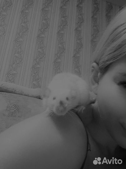 Крысы с клеткой