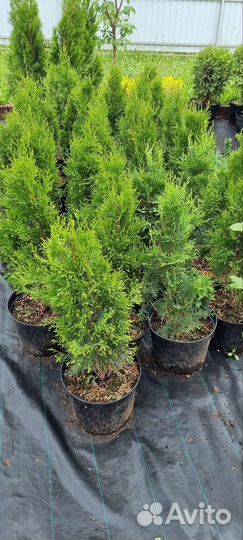 Туя смарагд