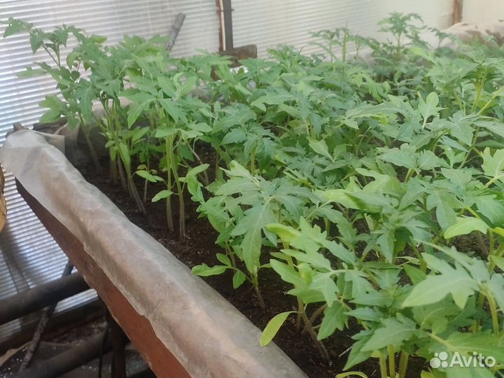 Рассада помидор/огурцы