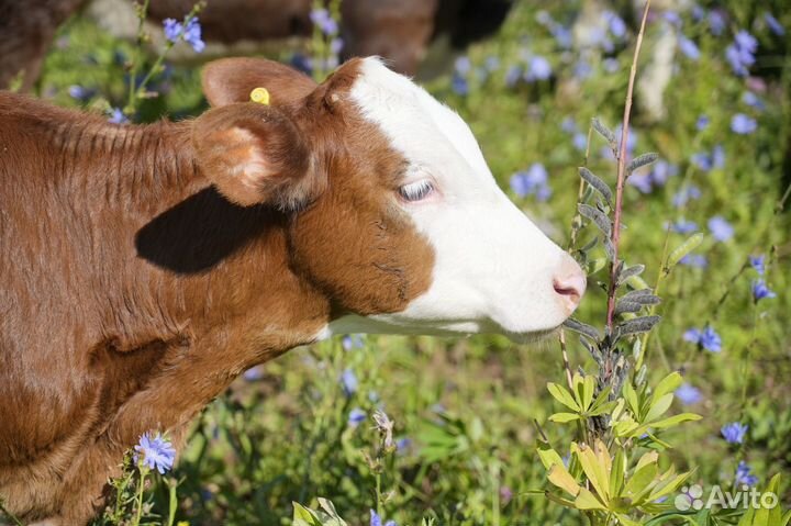 Нетель герефордской породы класса класса элита и э