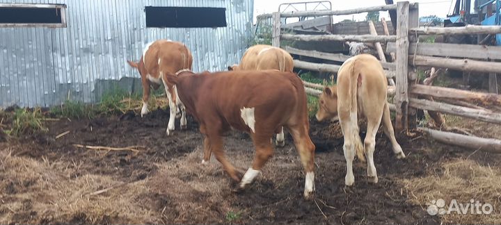 Телки, бычки, телята,симменталы