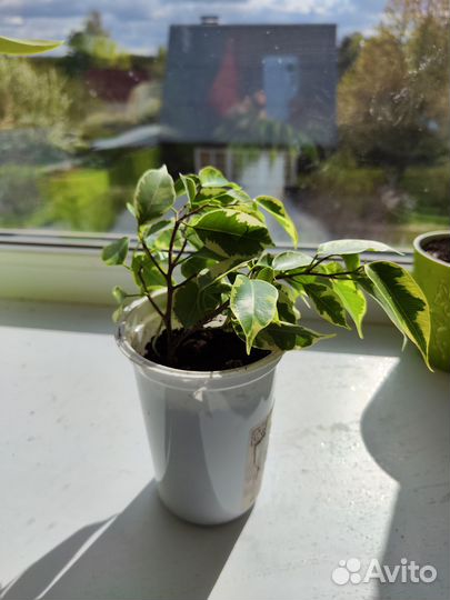 Фикус бенджамина