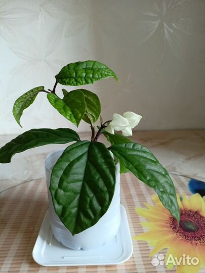 Клеродендрум Томпсона