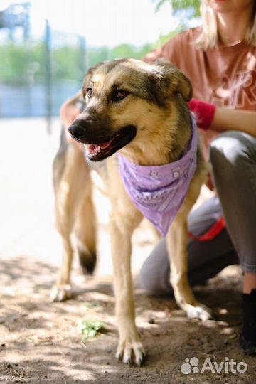Брусника скромно ждёт в приюте