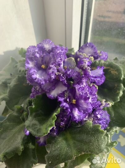 Фиалка, махровая, фиолетовая