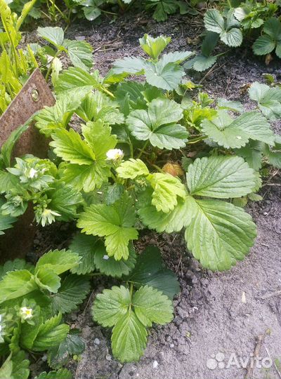 Саженцы клубники 