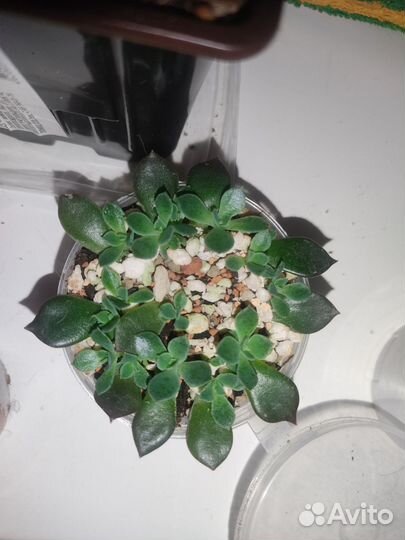 Эхеверия черный принц, Дионис