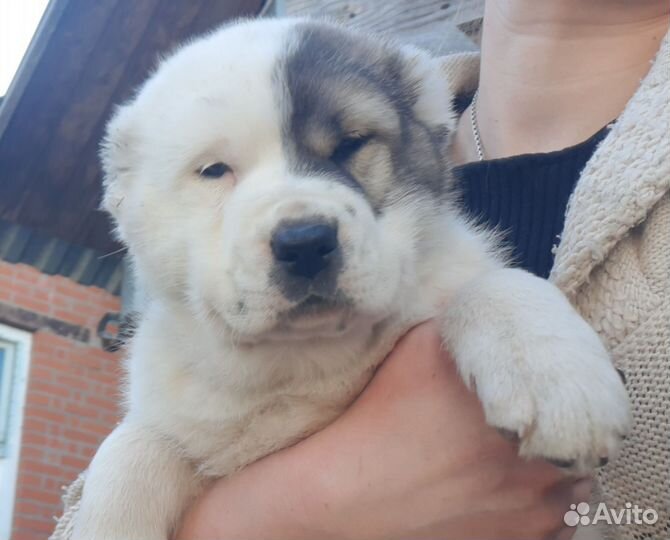 Щенки сао