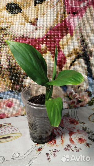 Спатифиллум