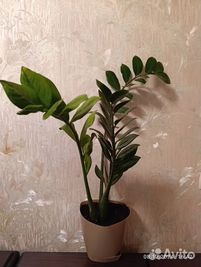 Замиокулькас