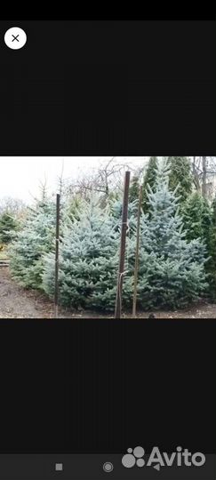 Ель голубая