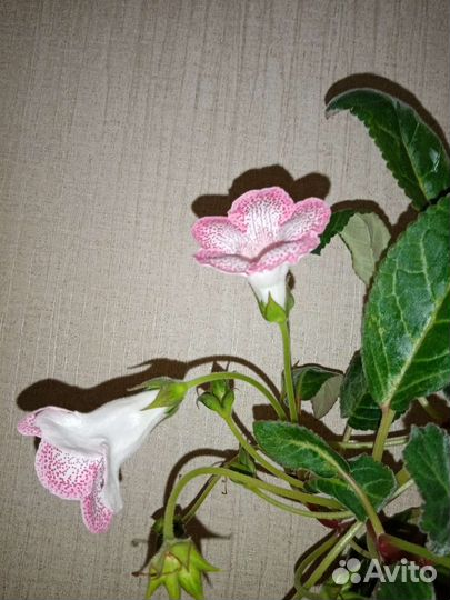 Глоксиния импресс