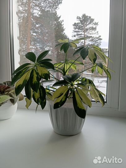 Комнатные цветы шефлера