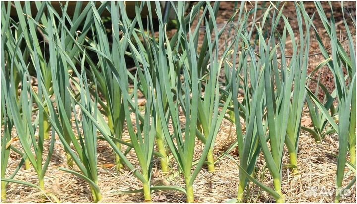 Инвестиции в сельское хозяйство