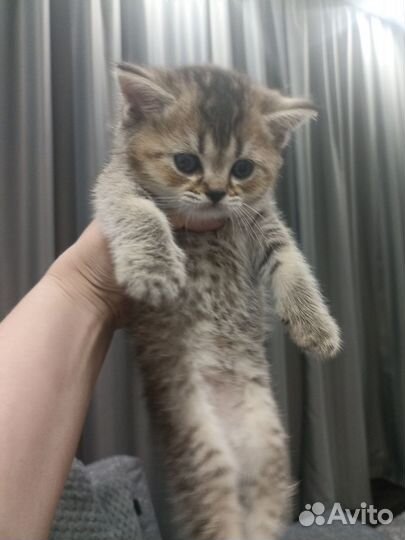 Котенок шиншилла