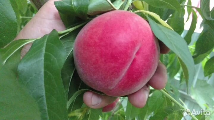 Саженцы Персика Фреш Вайт
