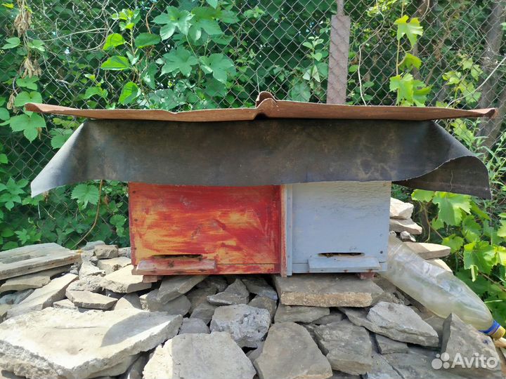 Пчелиная семья