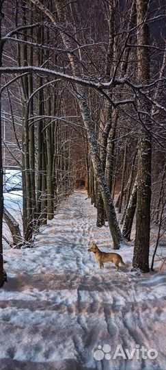 Дорги кобель - вязка