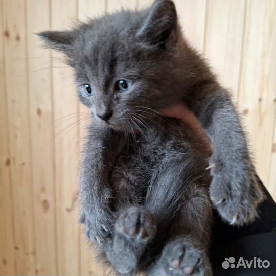 Котята 2 месяца