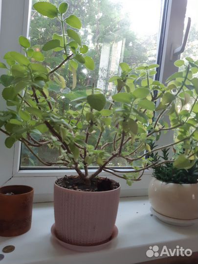 Домашние растения бесплатно