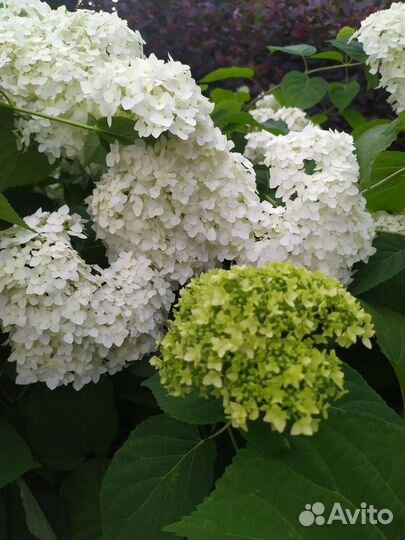 Гортензия древовидная Анабель