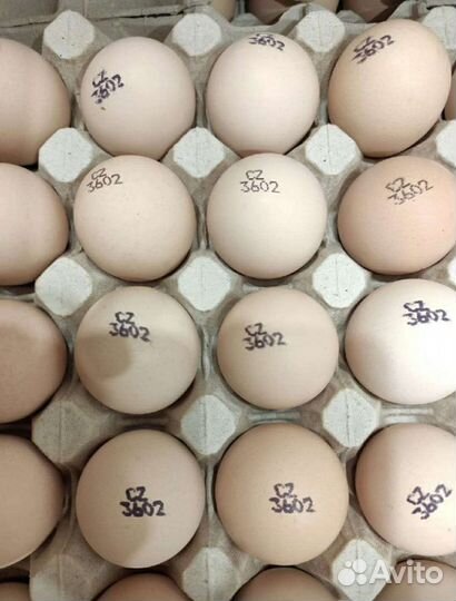 Инкубационное яйцо бройлера кобб 500