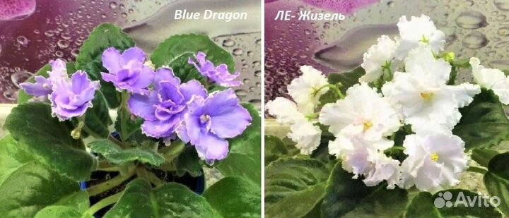 Набор деток сортовых фиалок