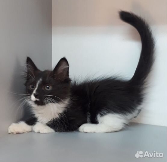 Кошка в дар бесплатно