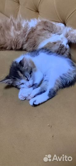 Котята в добрые руки бесплатно