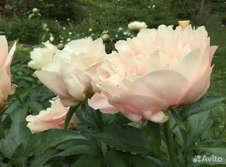 Пионы саженцы