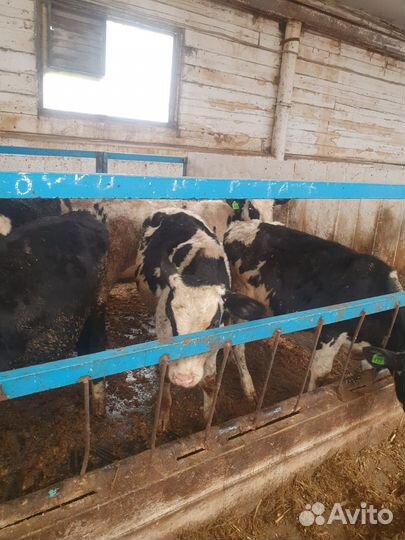 Телята бычки на откорм бесплатная доставка