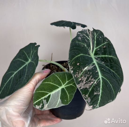 Алоказия black velvet pink