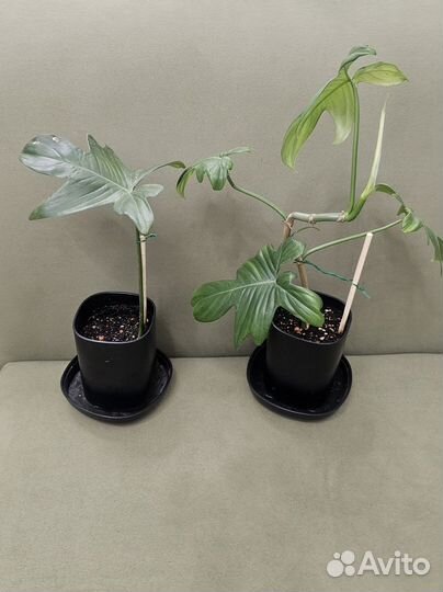 Филодендрон