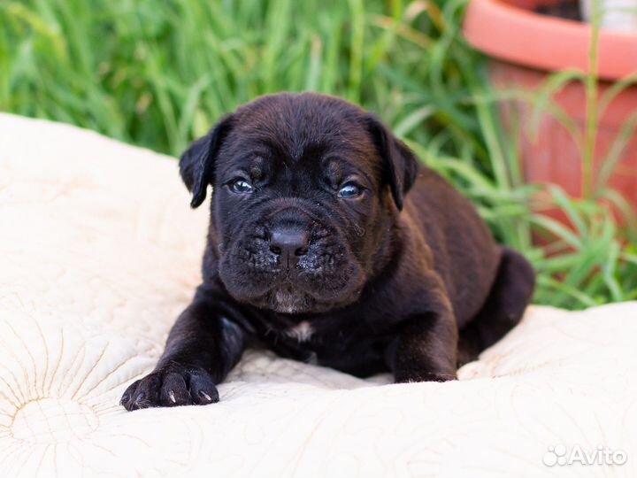 Щенки из профессионального питомника