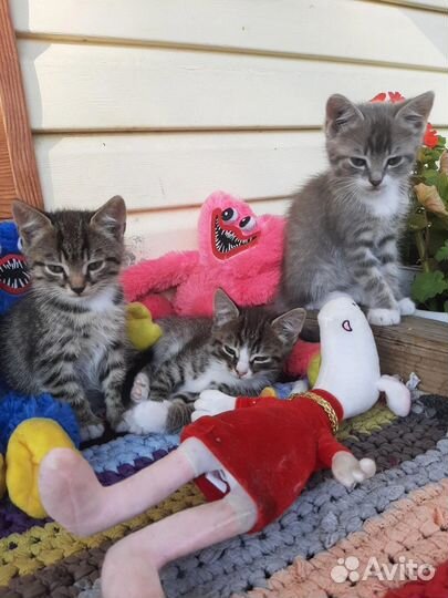 Котята от Британской кошки бесплатно