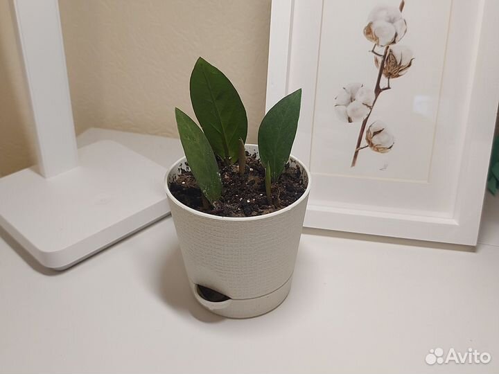 Замиокулькас