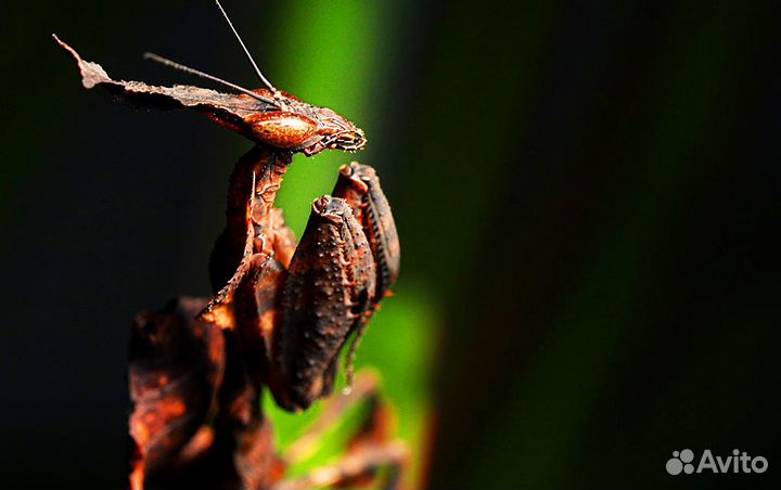 Богомолы из тропиков с отправкой по России