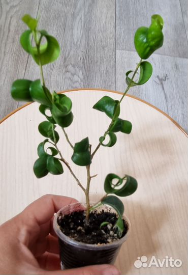 Фикус барокко