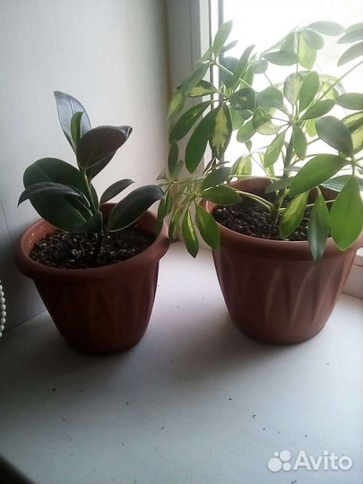 Фикус, шефлера