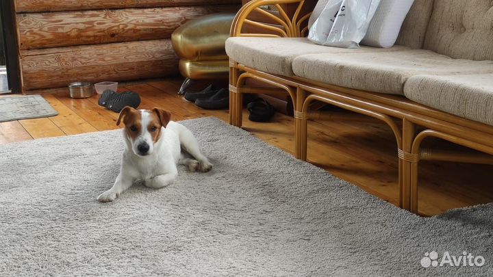 Случка собак