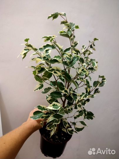 Фикус Бенджамина