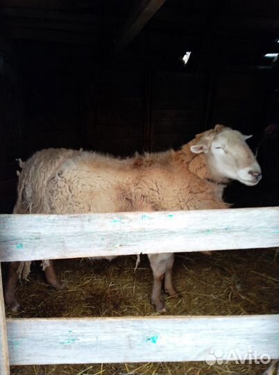 Баран катумский